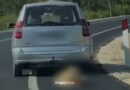 Tërhoqi zvarrë qenin me litar pas makinës, procedohet penalisht 55-vjeçari në Vlorë