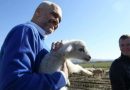 Blegtoria- Shqipëria po zbrazet edhe nga kafshët